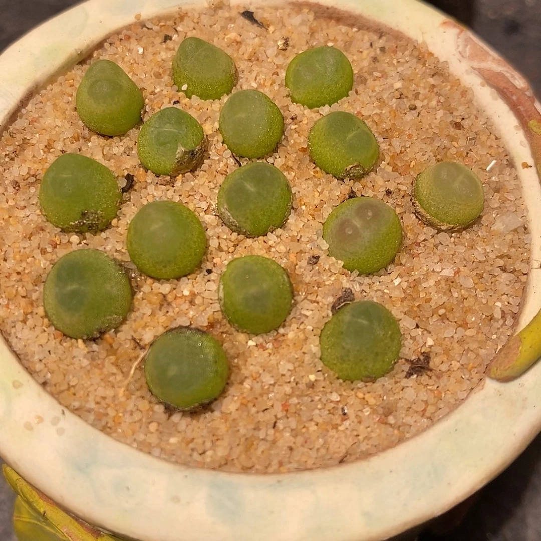 0.6-0.8拉登一颗。