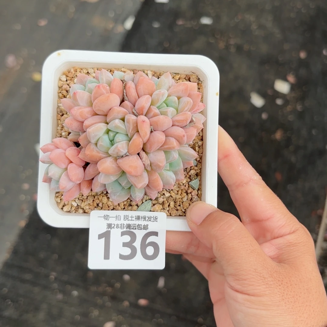 芙丽朵老桩无盆土发货