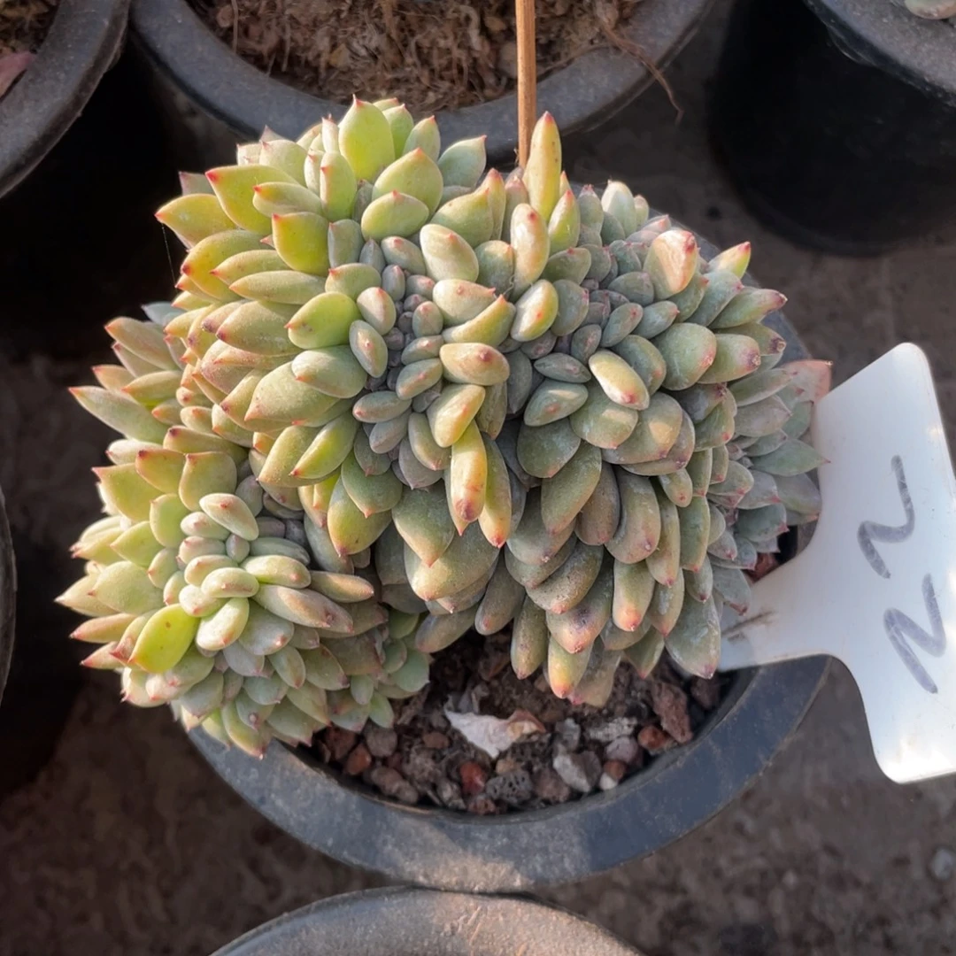 22号星影缀化多头