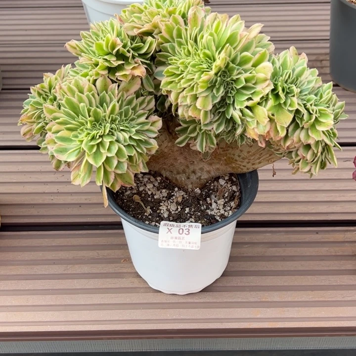 X03迈巴赫缀化（冠幅30+，有处微瑕）