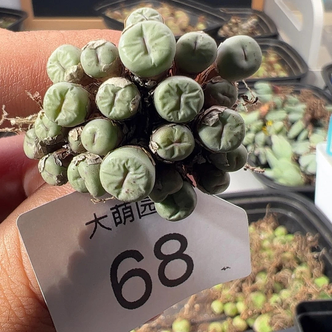 一物一拍。     68