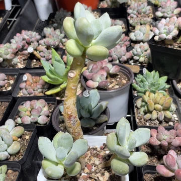 蟠桃美人多肉植物