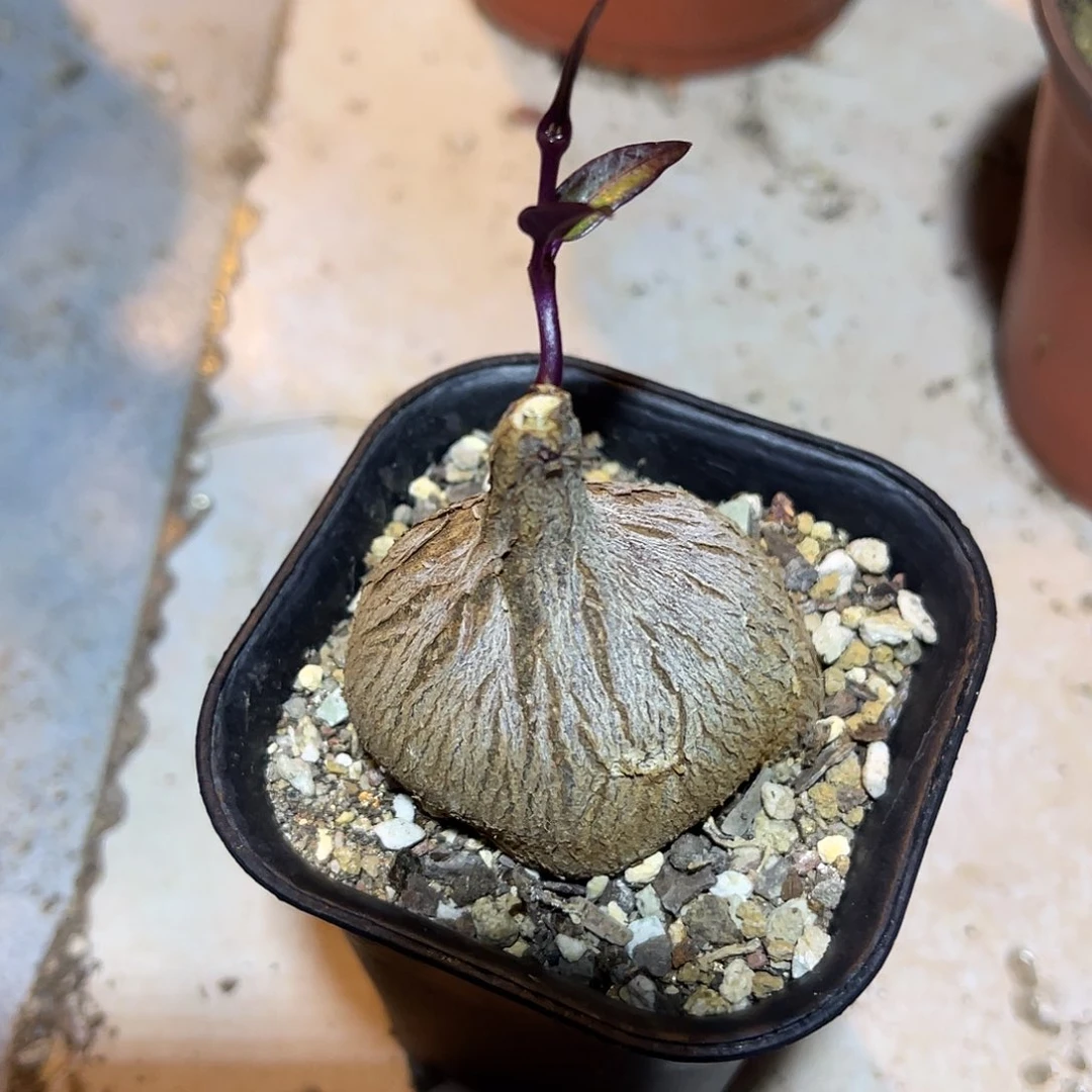 紫背萝藦一物一拍