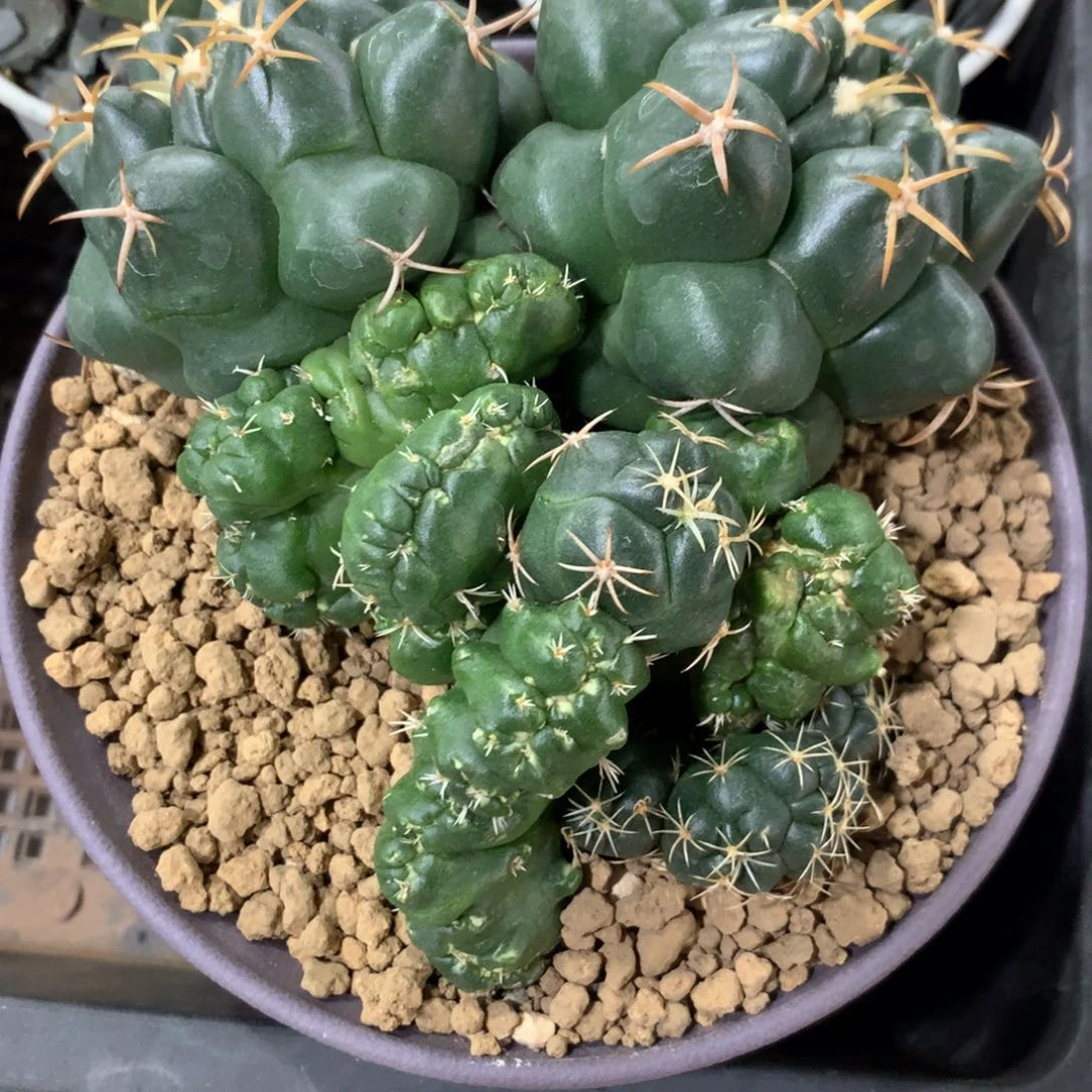 白短刺象芽石化缀化群
