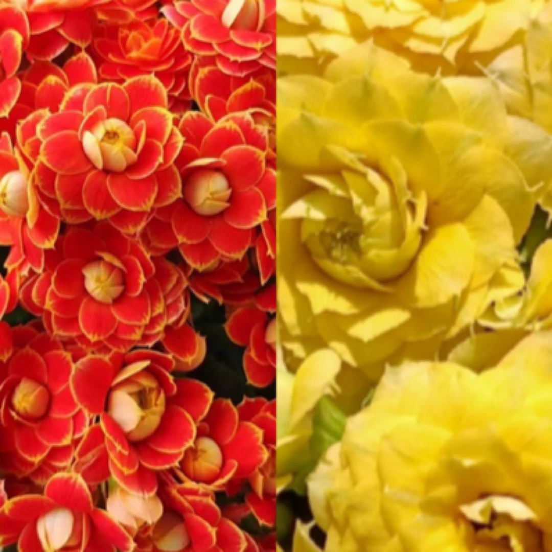 【金狐狸➕柏丽】两盆重瓣长寿花