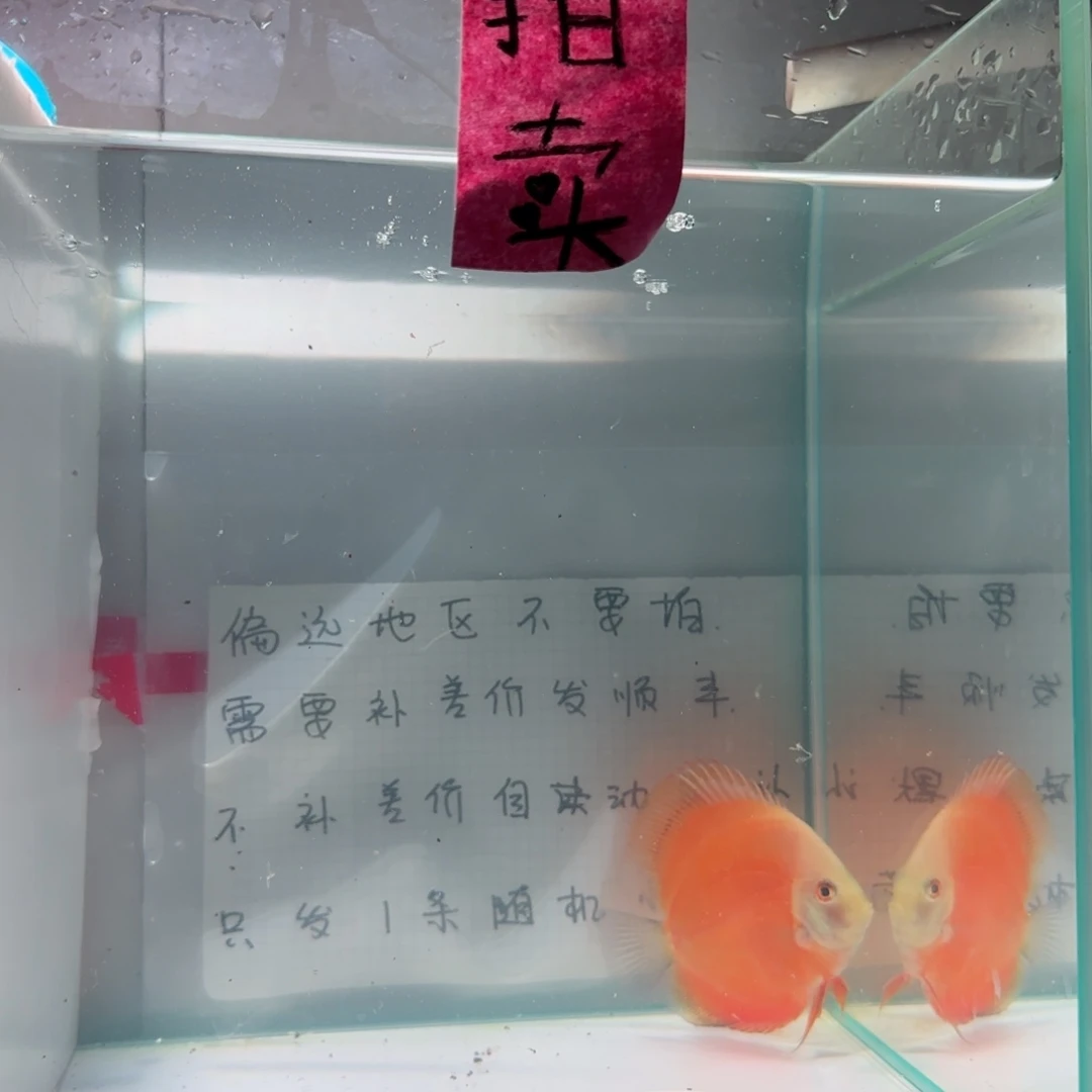 七彩神仙鱼肉身7-8左右，偏远地区不要拍