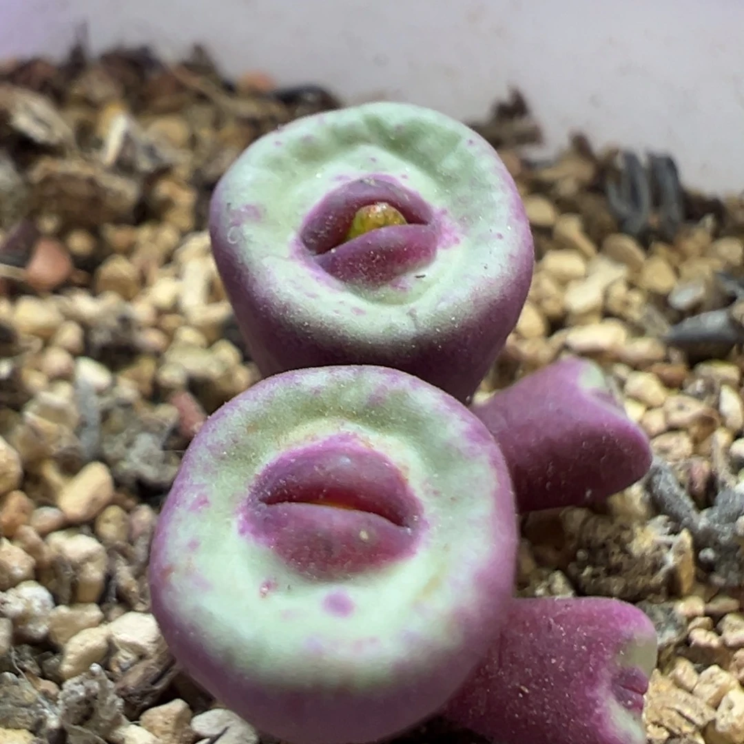 biit大嘴  肉锥植物