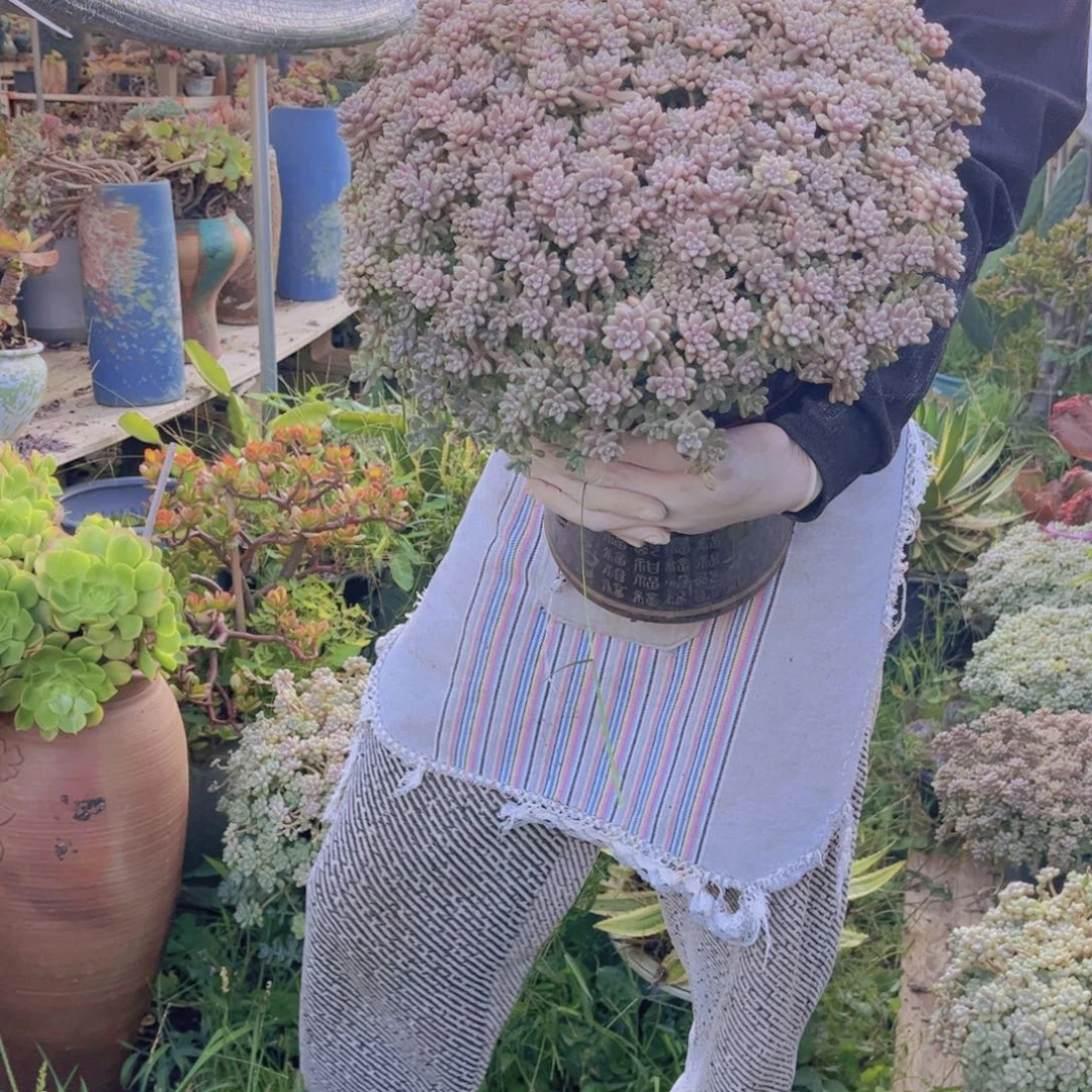 多肉植物保护研究所所长的