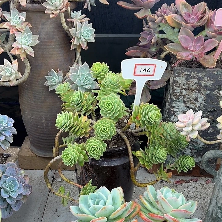 四***子绿墙微多肉植物生长146