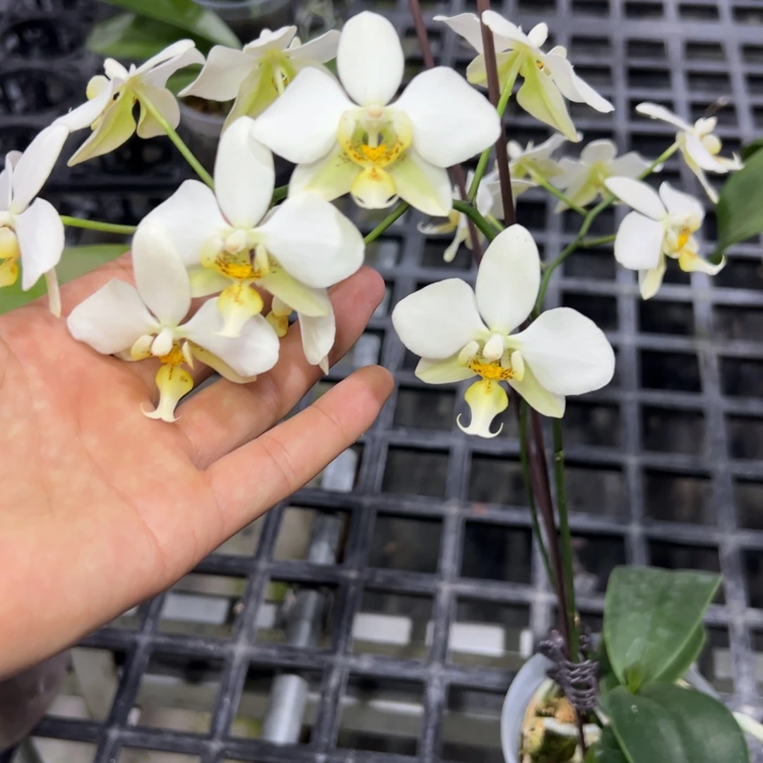 完全开放l082三寸ys1189绿芯