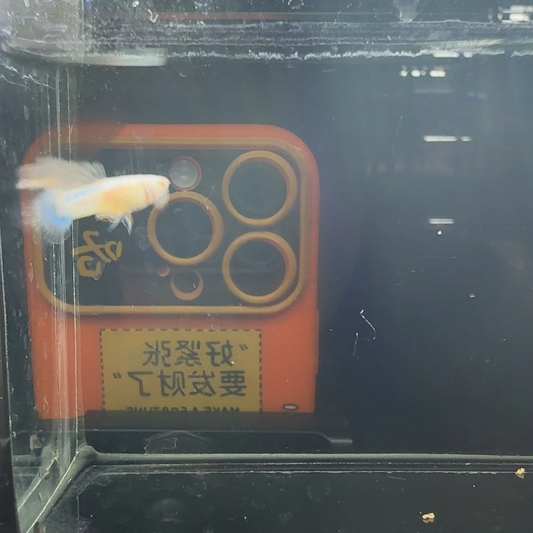 孔雀鱼熊猫白子一组68