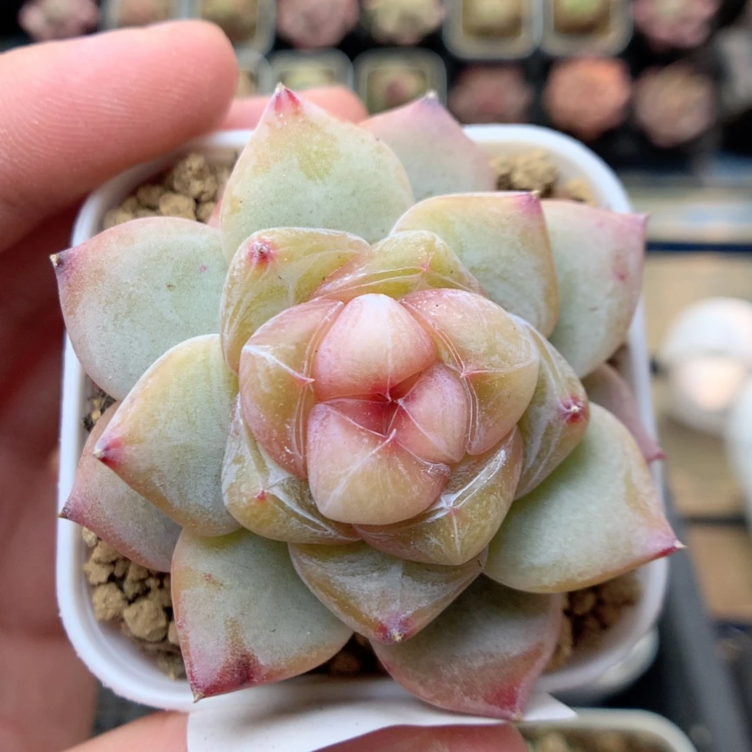 G53 ，20包邮两天凑单