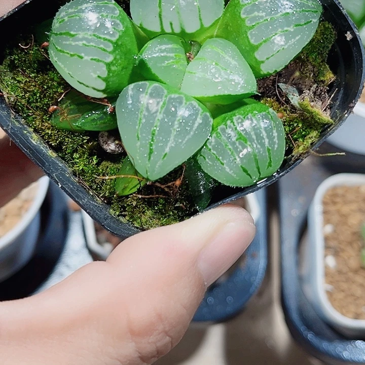 翠虎寿新手好养的