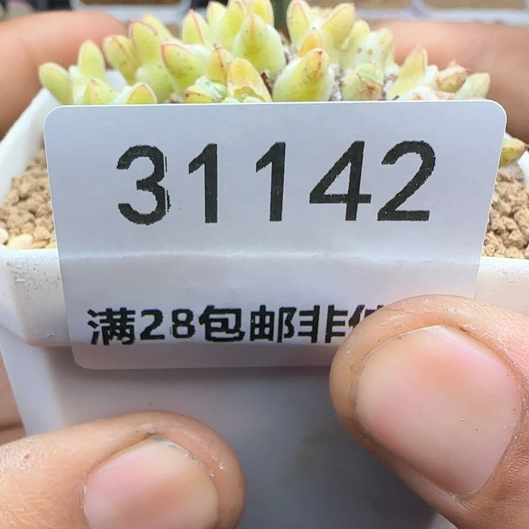 楼*豆好看的又又31143