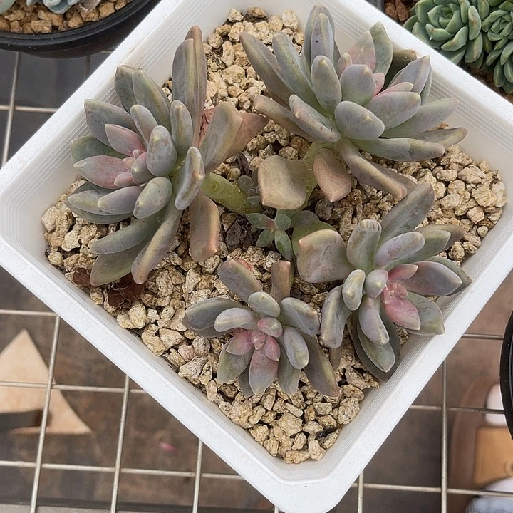 晨语多肉，一物一拍丽莎花圆56