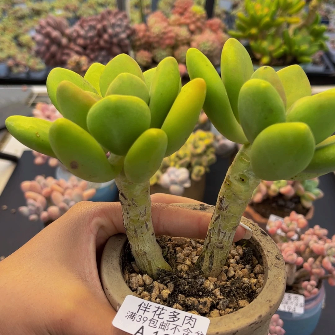 199-芒果奶多肉12cm