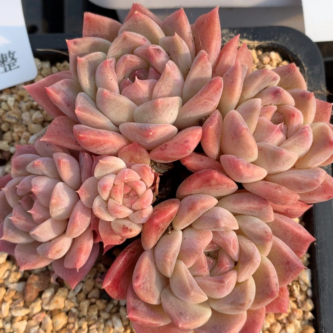 0309-17 冰魄自然群