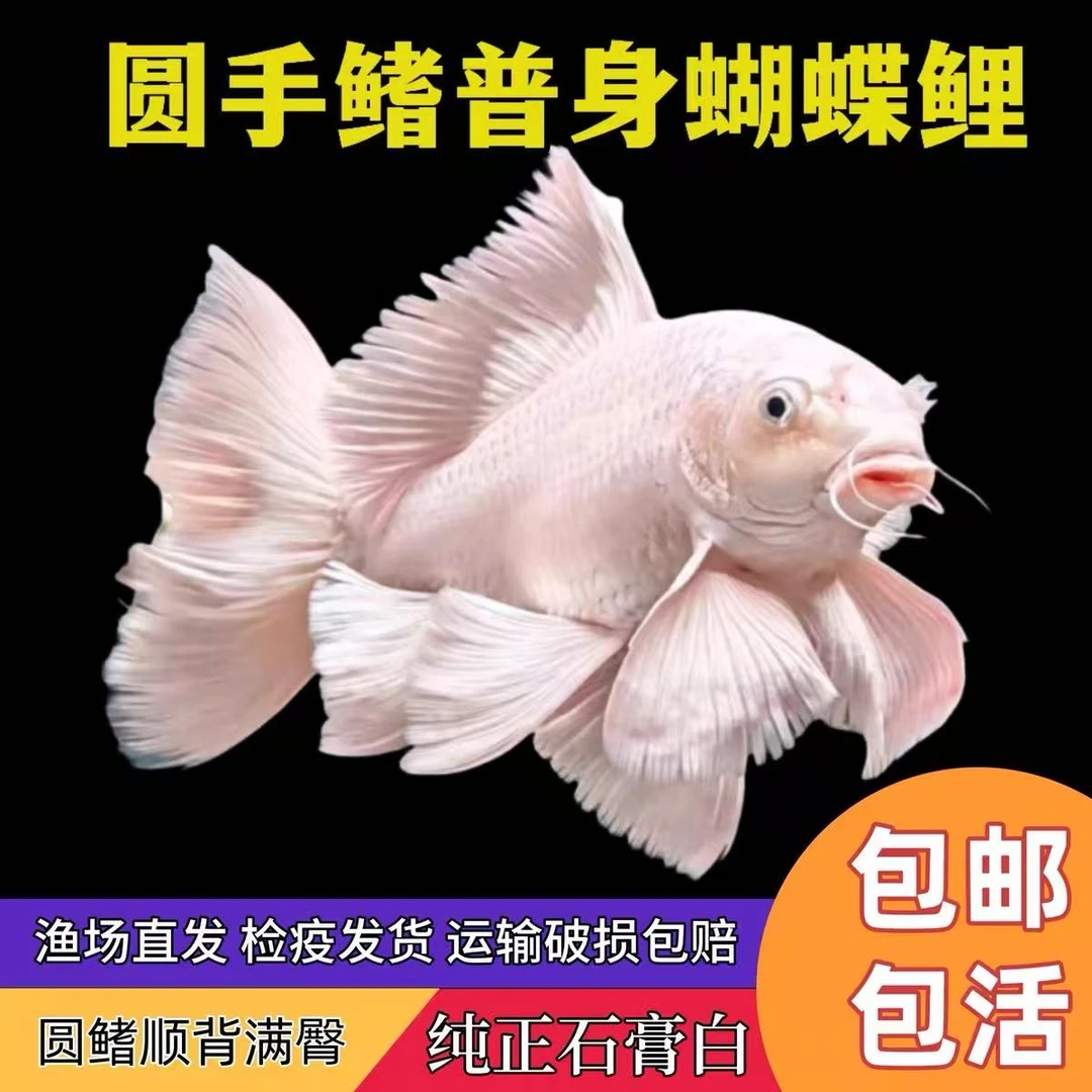 纯种台湾赛级贵妃体白色普身蝴蝶鲤大鳍大尾活体发货16-19公分