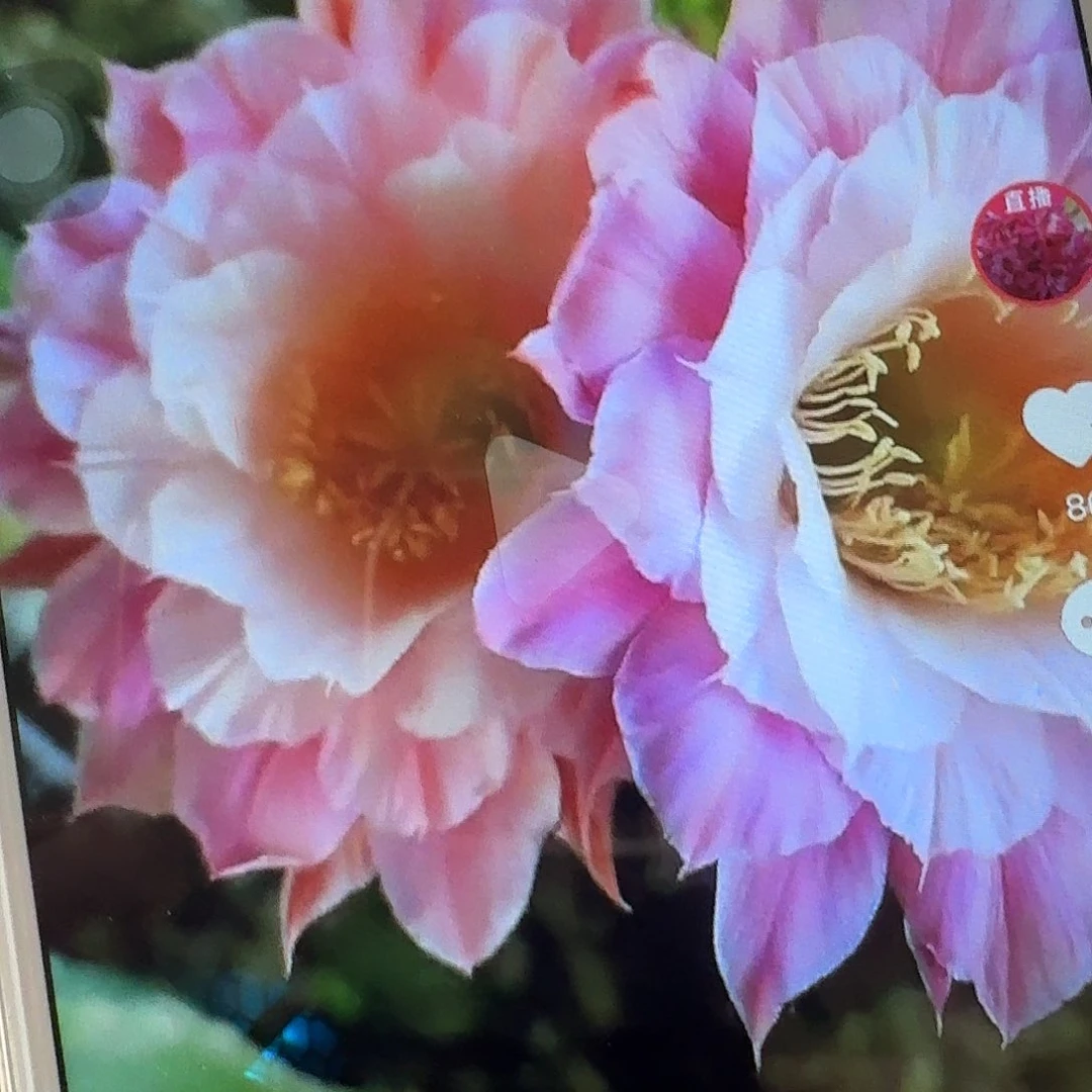 奈何侧芽4公分金妞