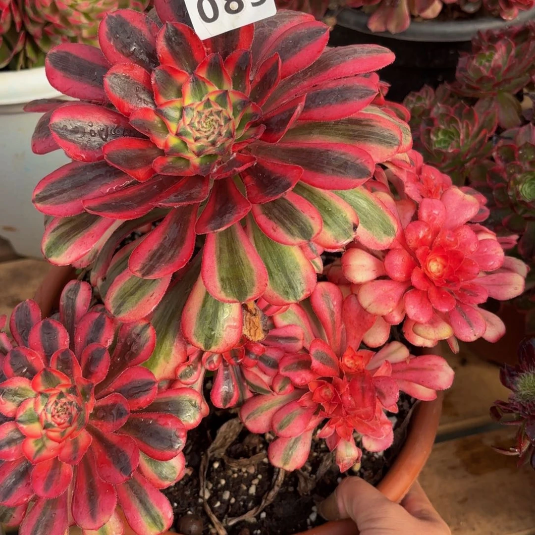 083多肉植物初恋