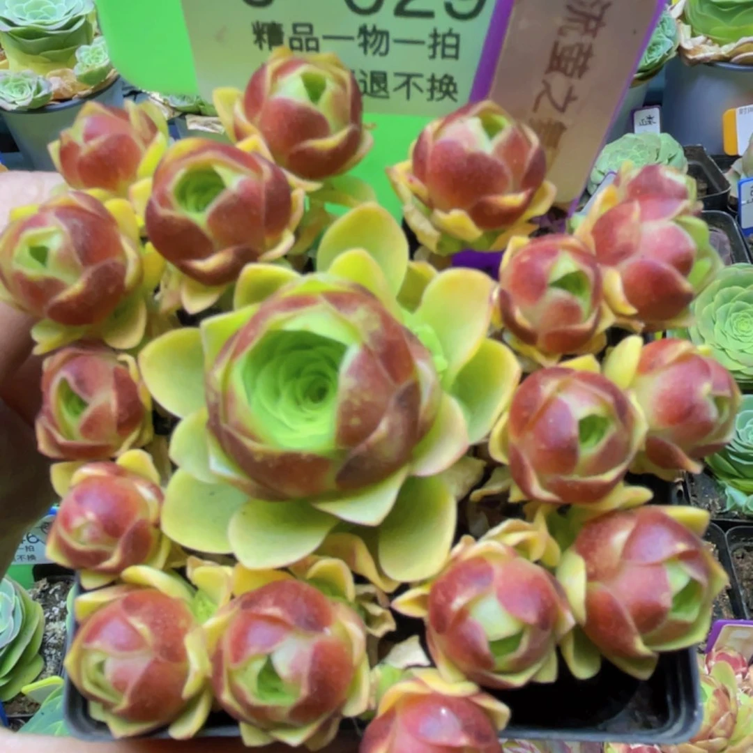 流萤之舞多肉J029一物一拍