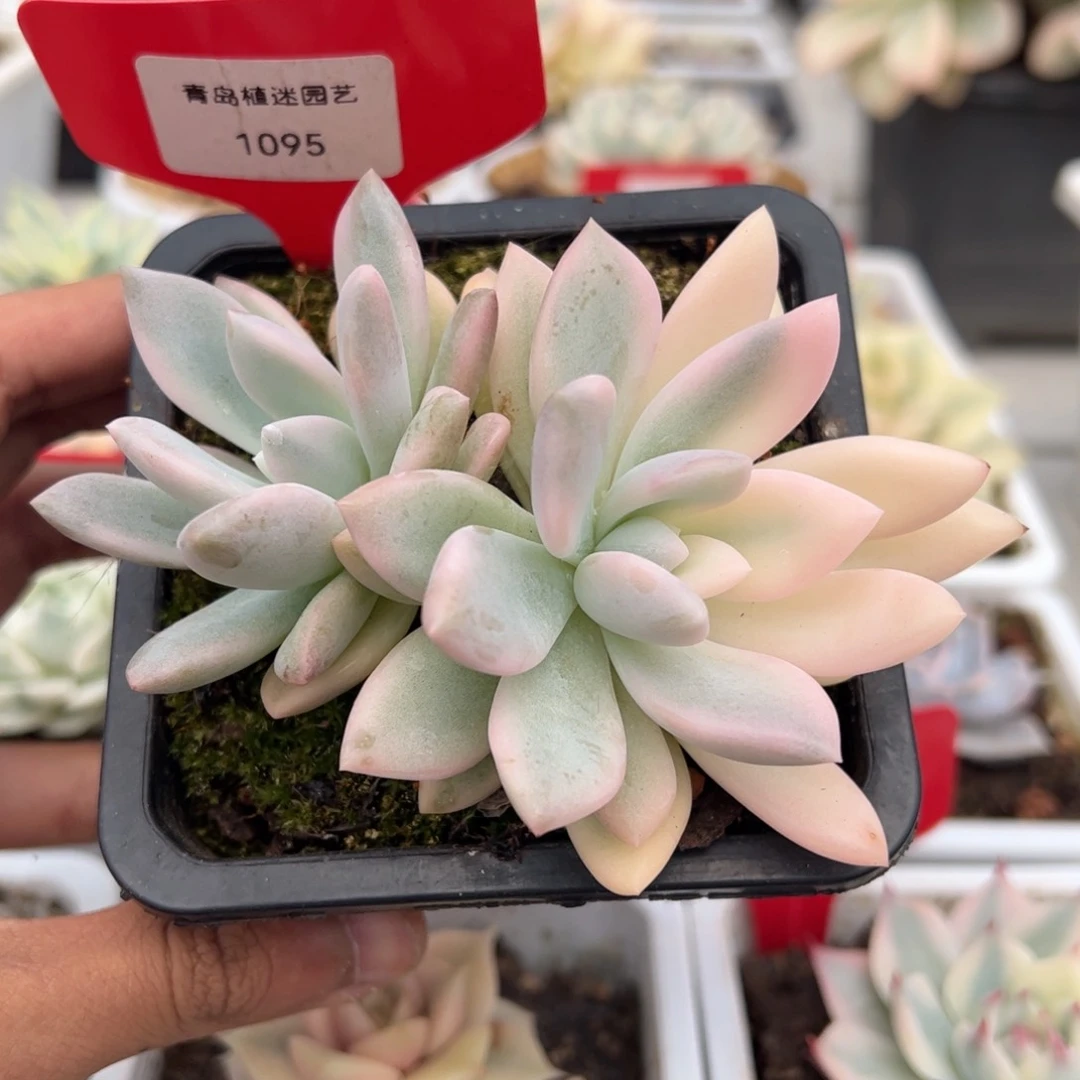 1095号双头奥普多肉