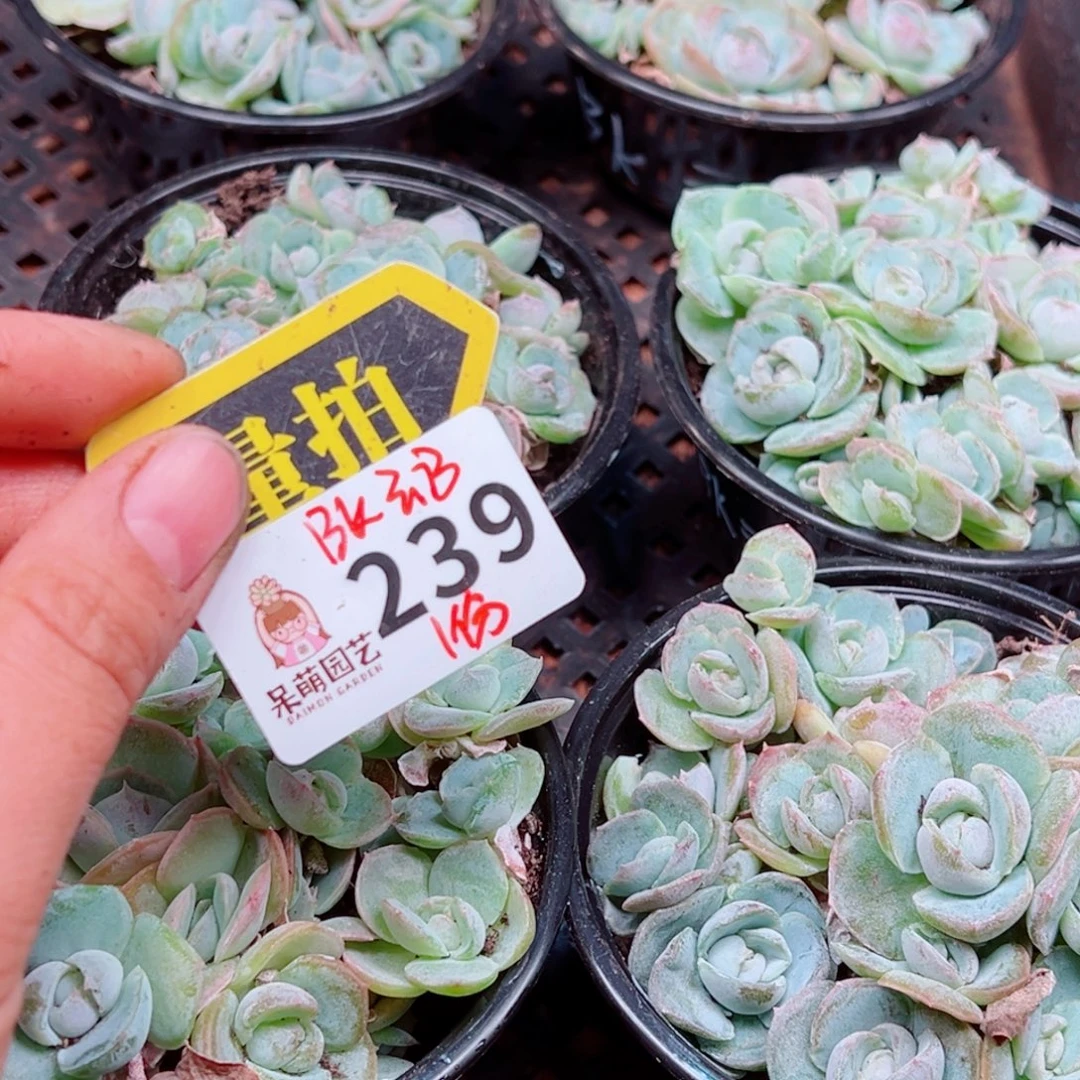 多肉植物多肉植物