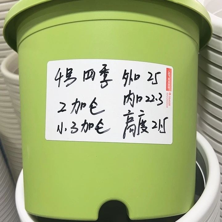 特价4号四季口25高21果绿色6个带托