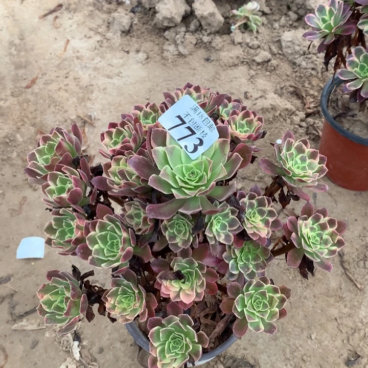 773金丝雀大手捧3号