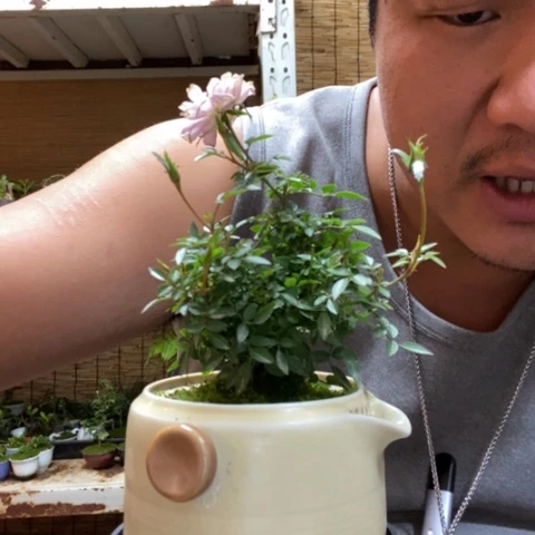 红陶一物一拍所见即所得177