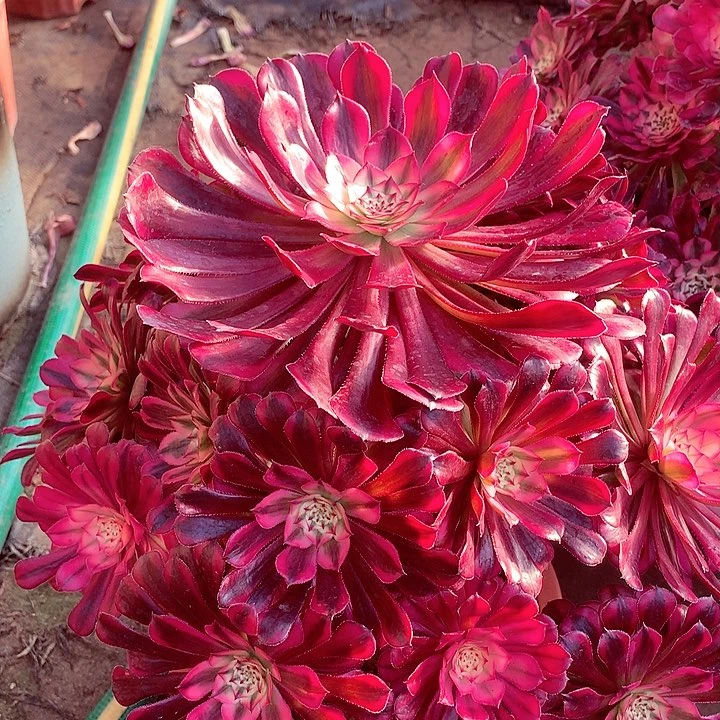 海*红超白，多肉植物