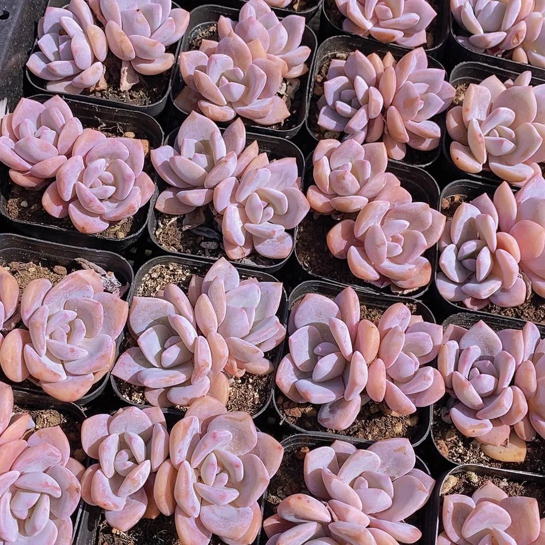 W- 红茶双头一颗 量拍