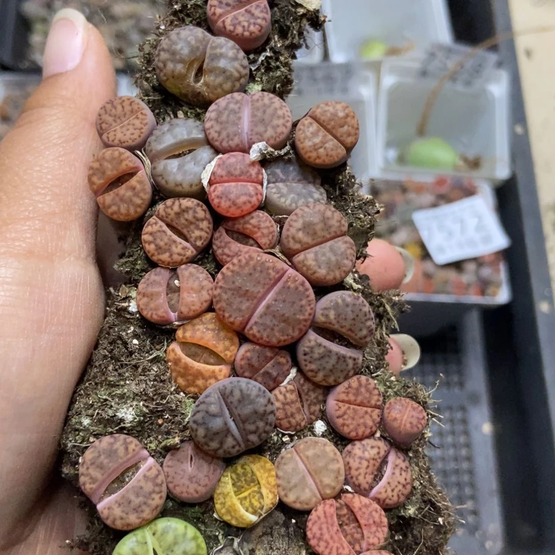 7574柘榴切糕有疤