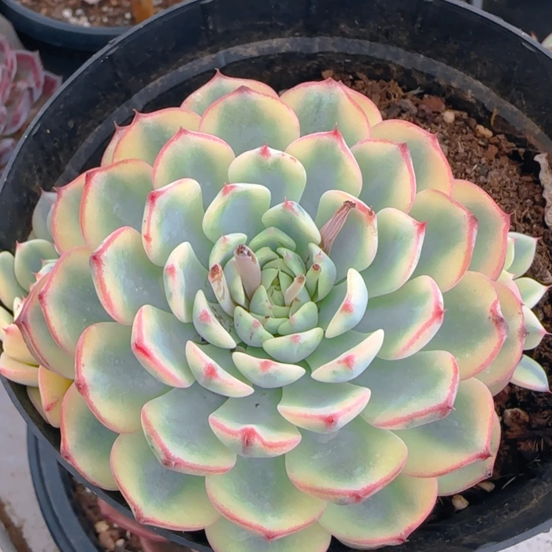 【闪购商品】姬莲锦