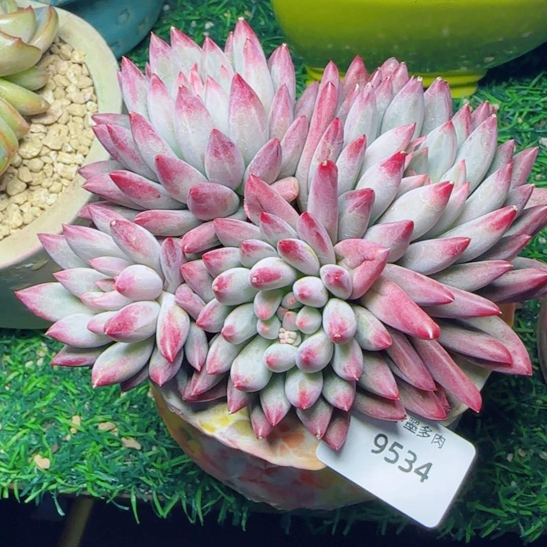 金鱼姬，9534多肉植物