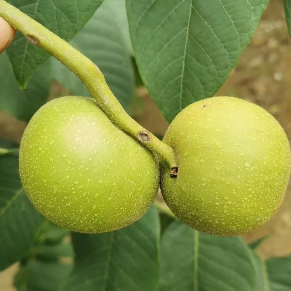 文玩核桃盘山公子帽（8个起）