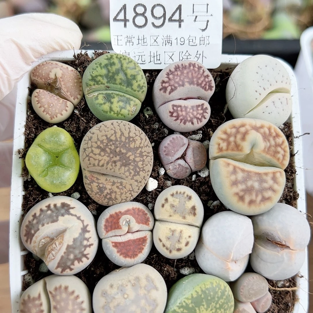 4894 好养易活生石花大母本
