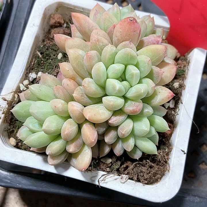 多肉植物百达翡翠520