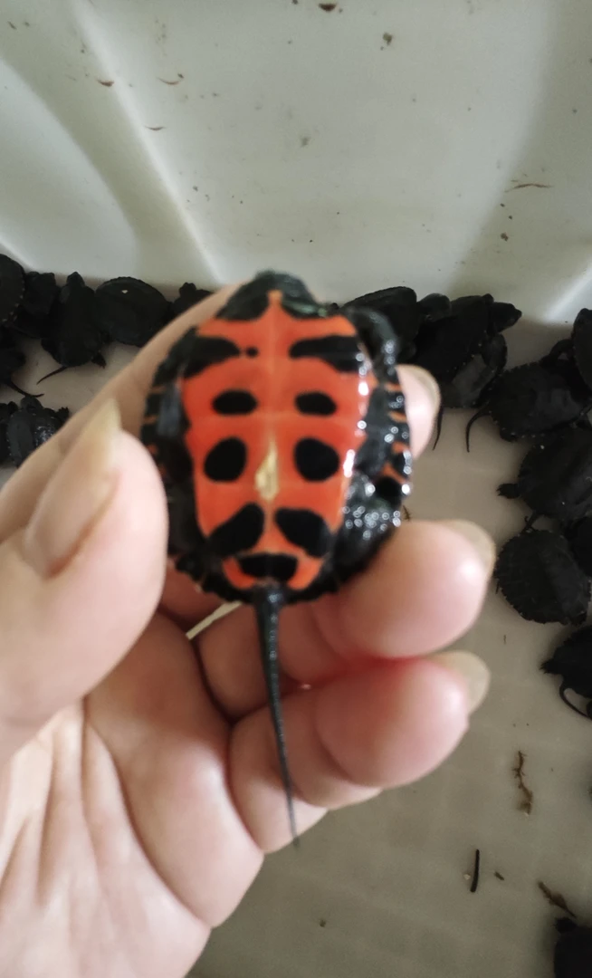 纯种黑颈龟苗招财观赏宠物龟活体