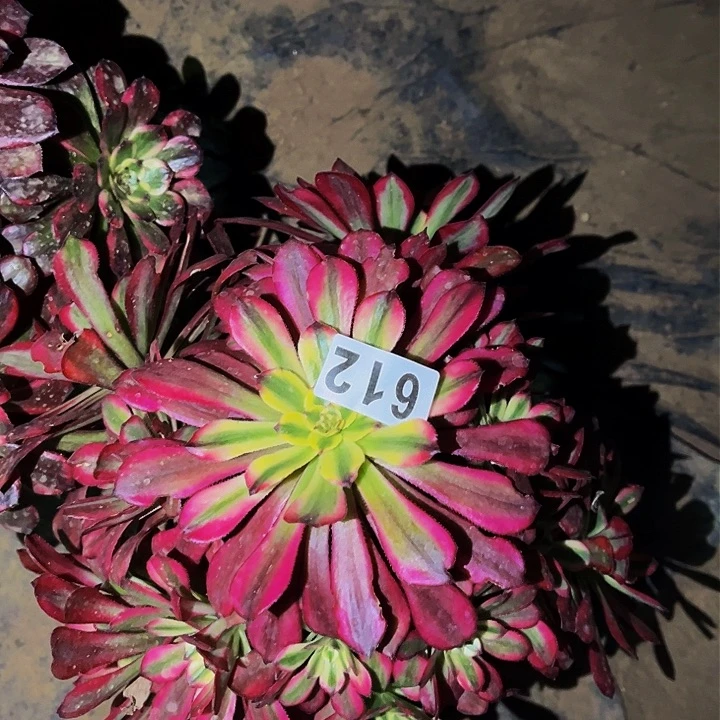 612潘帕斯多肉植物