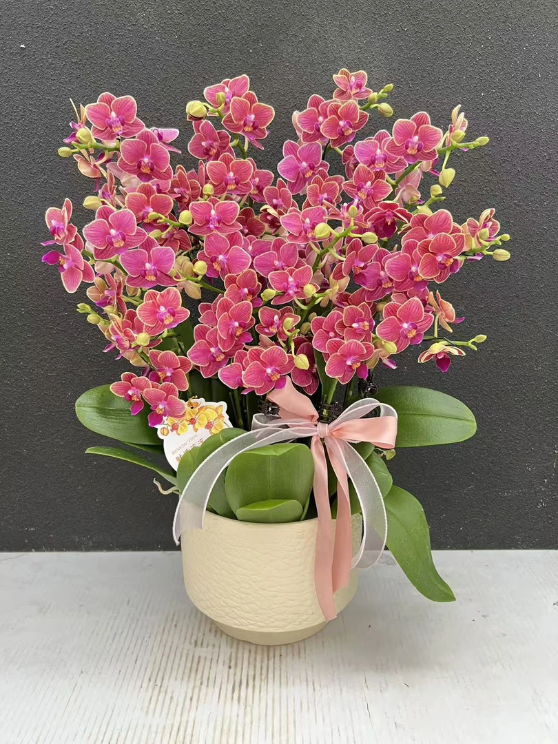 【金边玲珑】 精美艺术组盆蝴蝶兰室内盆栽花卉鲜