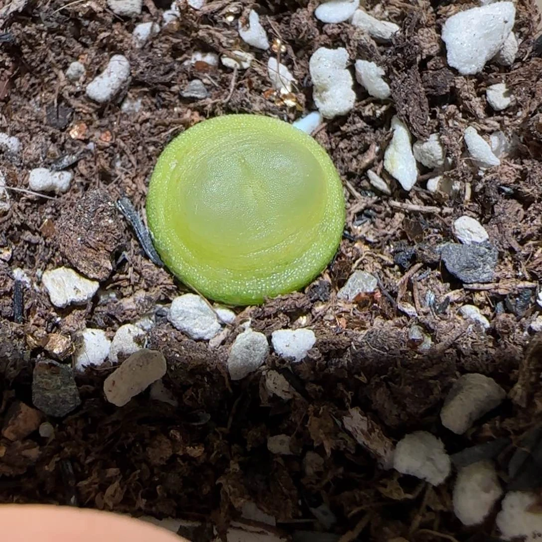 肉锥多肉植物百科-日式拉登835