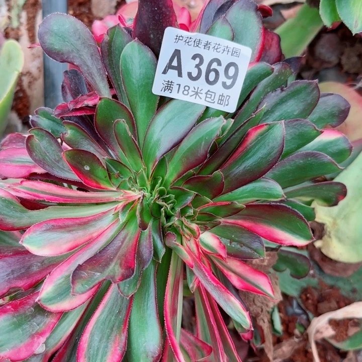 多肉法师花蝴蝶缀化