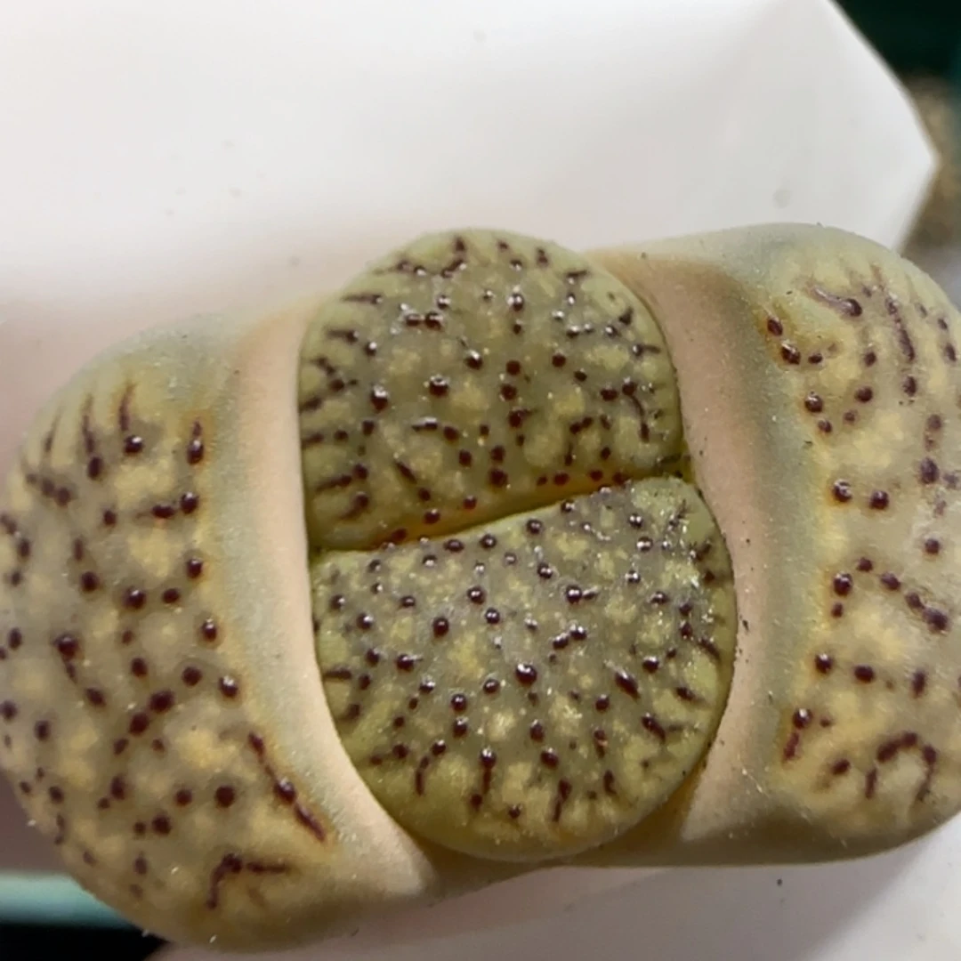 3 27 7032 辛然园艺 159 朝贡 7032