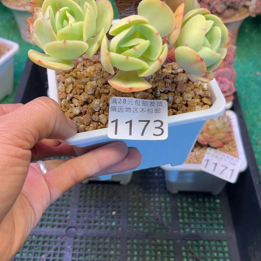 大1173j j j j j k k k j