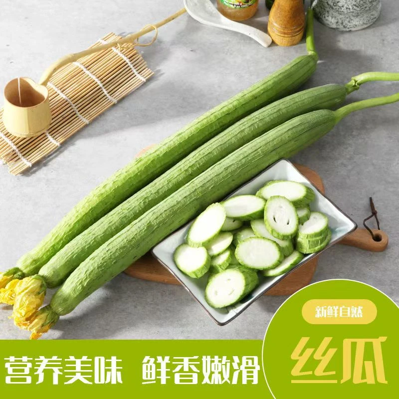 新鲜长丝瓜农家自种蔬菜当季现摘丝瓜应季鲜嫩丝瓜