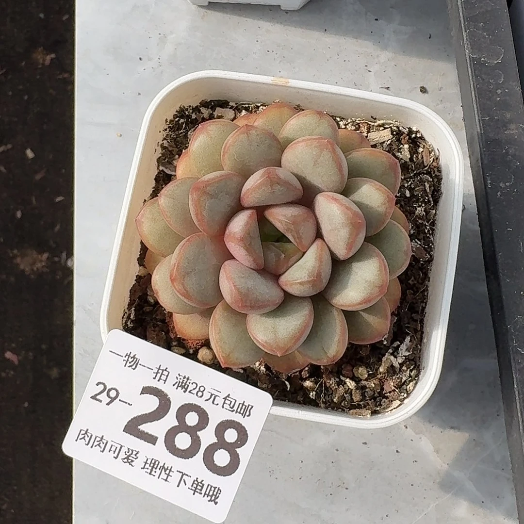 葡萄无盆土发货无