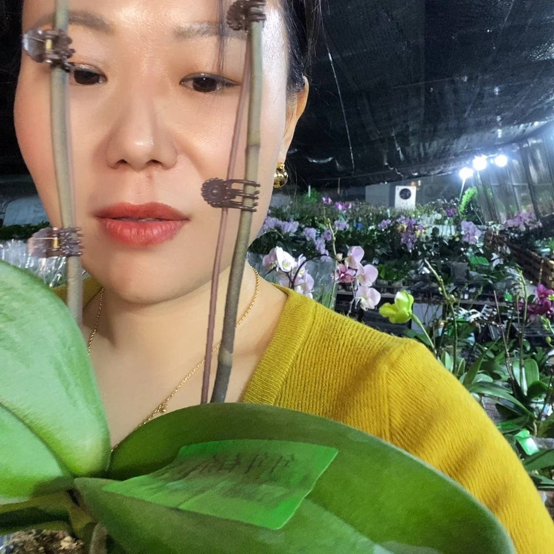 无花朵年年有余蝴蝶兰