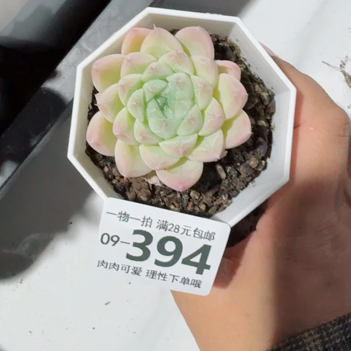 白卡无盆土发货多肉多肉
