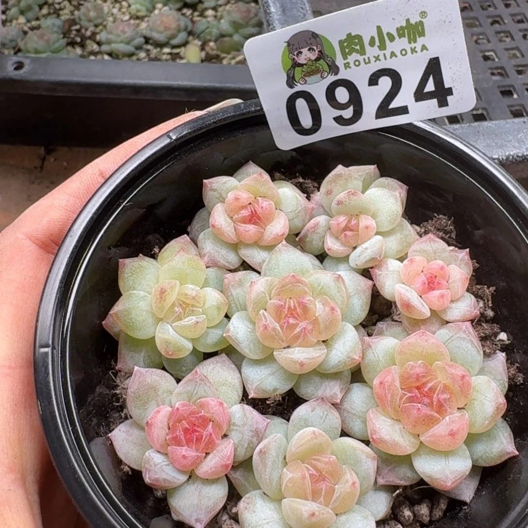 多肉植物多肉植物